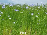 flax-med