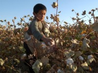 uzbekistan-child-labor-cotton0